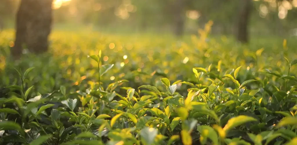 tea-garden-natural-green