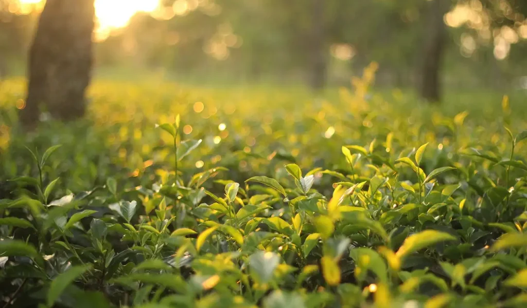 tea-garden-natural-green